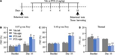 Transcriptome analysis of microRNAs, circRNAs, and mRNAs in the dorsal root ganglia of paclitaxel-induced mice with neuropathic pain